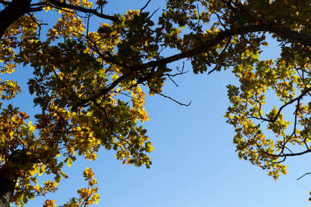 autumn trees and blue skyの写真素材