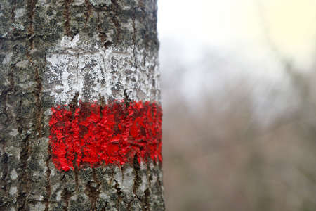 tree with CAI signal in matede parkの写真素材