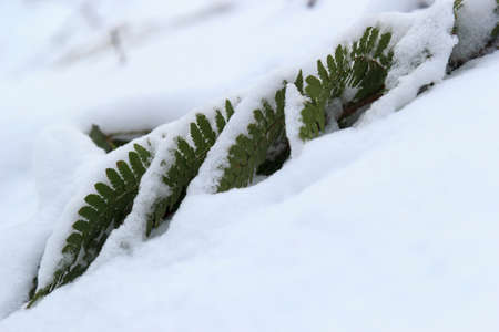 green fern in the snow in winterの写真素材