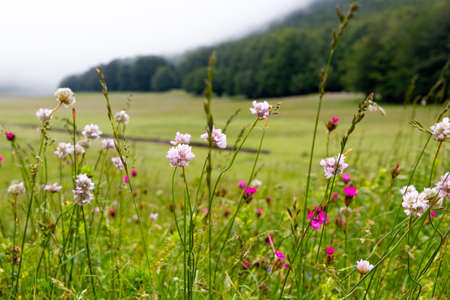 field with flowers and fogの写真素材