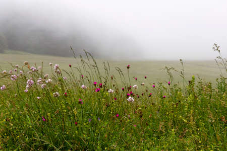 field with flowers and fogの写真素材