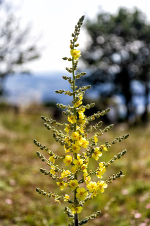 verbascum thapsus plant with yellows flowers