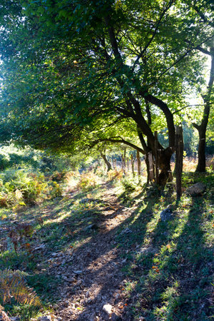 mountain trail in autumn at sunset