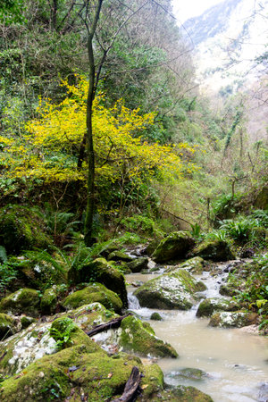 mountain gorge river with fern and winter plants