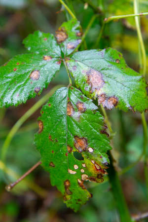 leaves in winter rotten and coloredの写真素材