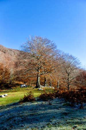 vibrant coolorful trees  winter autumn in matese parkの写真素材