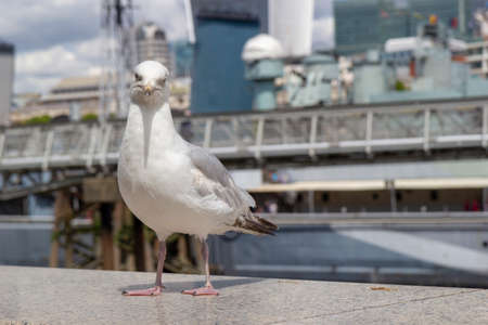 seagull standing on the wallの写真素材