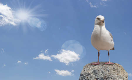 seagull standing on the rock and sea in backgroundの写真素材