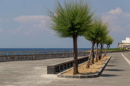 ischia forio seafront with treesの写真素材
