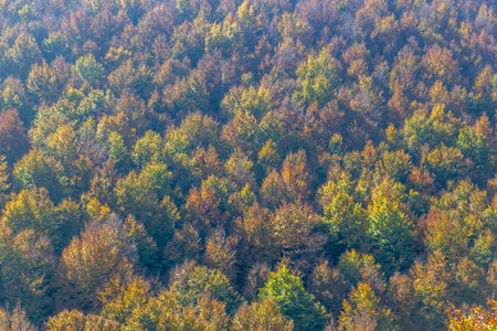 colorful texture of autumn trees