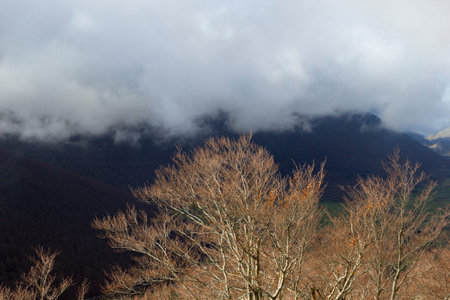 tree in the bare mountains in winter and fog