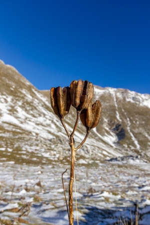 thistle plant in the mountainの写真素材