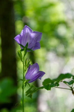 violet bell flower campanula in natureの写真素材