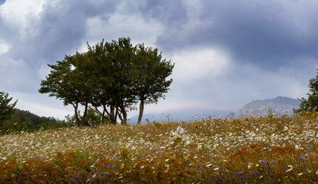 country scene with tree in summer