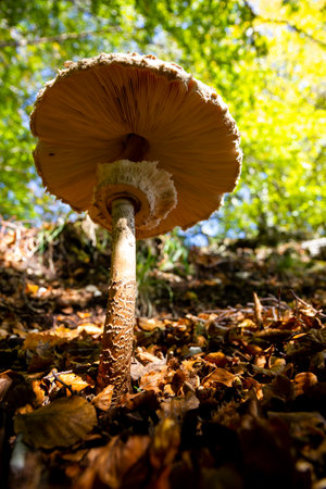 Macrolepiota procera mushroom of the Agaricaceae familyの写真素材