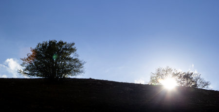 colorful autumn tree in mountain landscapeの写真素材