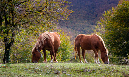 grazing horses in nature in matese parkの写真素材