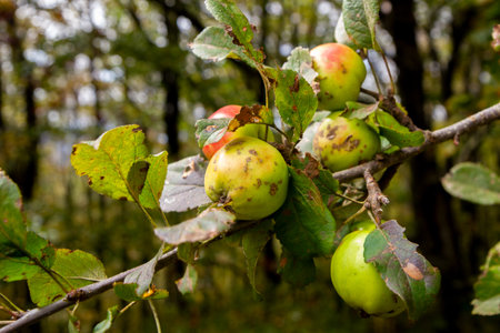 wild apples on tree branchの写真素材