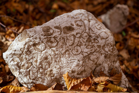 rock with fossils in a wood on the Matese mountainsの写真素材