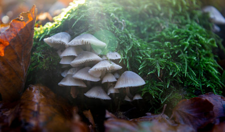 mushrooms in the beech forest in autumnの写真素材
