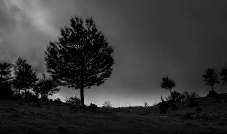 black and white texture of autumn treesの写真素材
