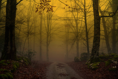 country scene with trees and fogの写真素材