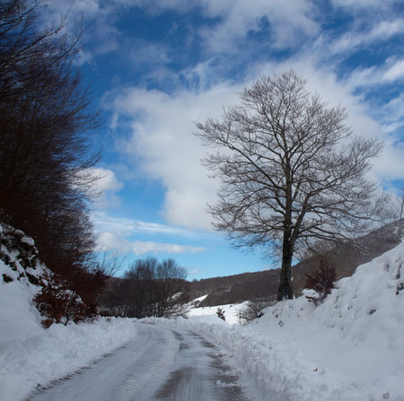 snowy mountain forest in the park of Matese Italy