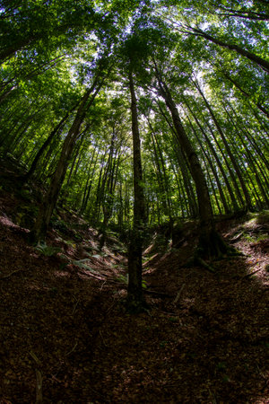 undergrowth landscape with trees landscapeの写真素材