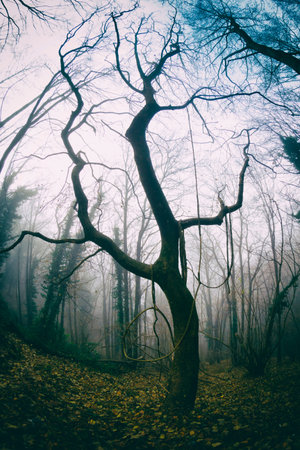 country scene with trees and fog