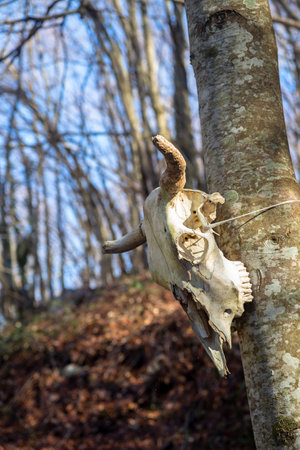 cow skull on tree in the wood matese parkの写真素材