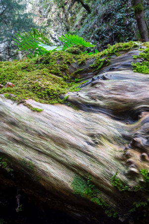old chestnut trunk in wood italy