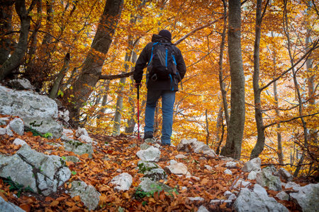 hiker in the forest in the autumn in Matese parkの写真素材