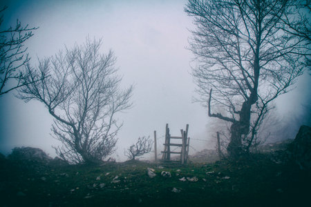 country scene with crossing trees and fogの写真素材