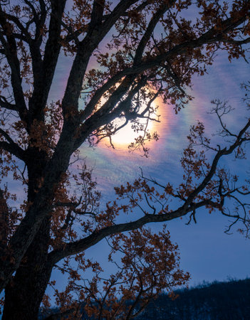 tree with colorful reflections of the sunの写真素材