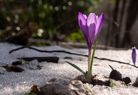 crocus flowers in the snow in the mountains