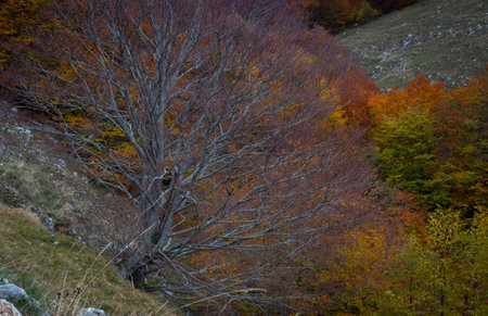 autumn tree in matese parkの写真素材