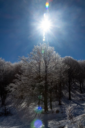 snowy mountain forest in the park of Matese Italyの写真素材