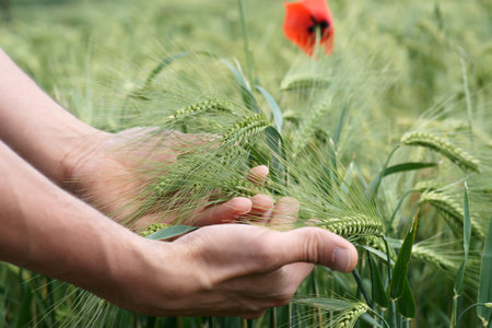 Farmers hands touches the grain rye plants on field farming agriculture corn