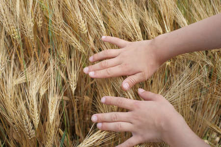 Child boys hand touches wheat plants on field countryside agriculture harvestの写真素材