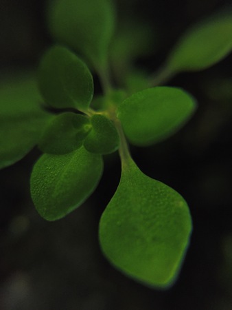 Aquatic weedsの写真素材