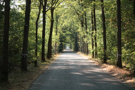 trees along the entire roadの写真素材