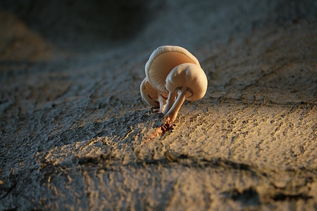 little fungi on treeのeditorial素材