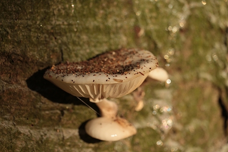 mushroom on tree trunkのeditorial素材