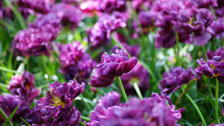 Tulips garden colorful flowersの写真素材