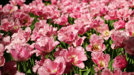 Tulips garden colorful flowersの写真素材
