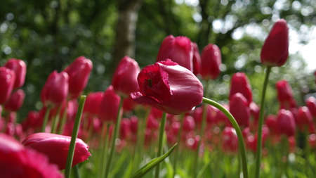 Tulips garden colorful flowersの写真素材