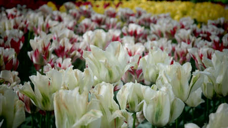 Tulips garden colorful flowersの写真素材