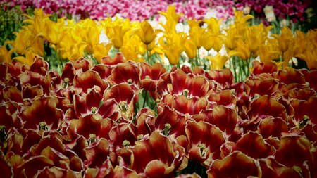 Tulips garden colorful flowersの写真素材