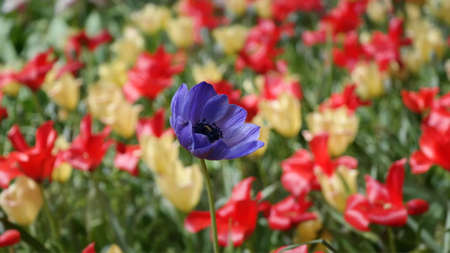 Tulips garden colorful flowersの写真素材