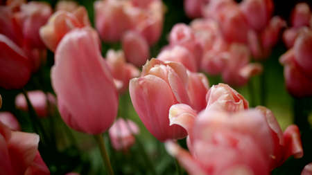 Tulips garden colorful flowersの写真素材